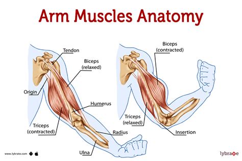 what muscles do you use when you arm wrestle|What Muscles Are Used In Arm Wrestling